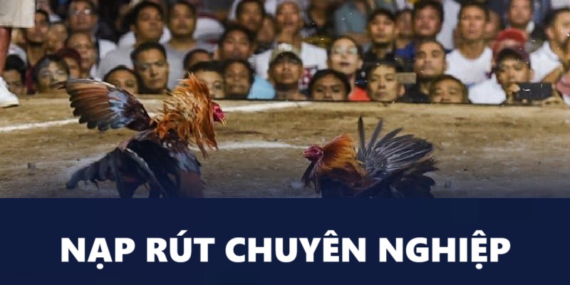 Nạp rút chuyên nghiệp tại các trang đá gà uy tín