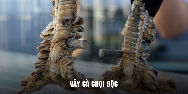 Vảy gà chọi độc